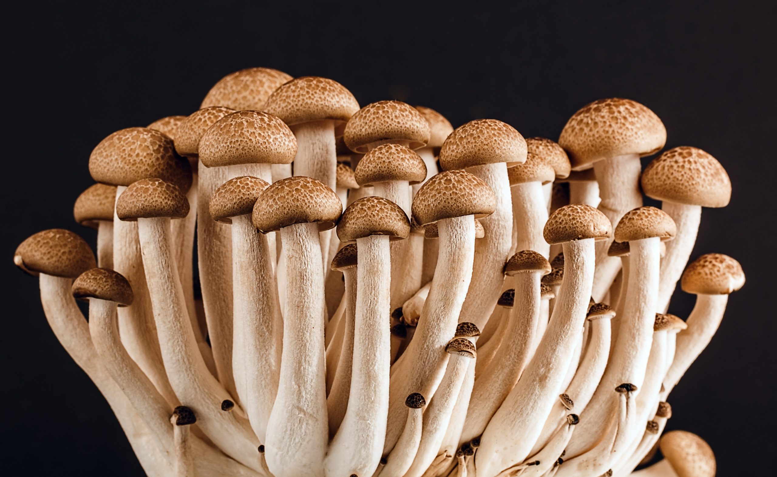 10 Healthy facts about mushrooms