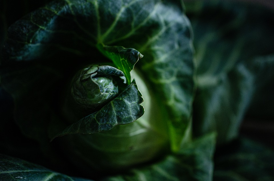 Few Notes To Cabbage Farming 