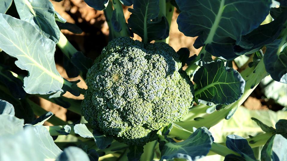 Incredible Benefits Of Broccoli Farming