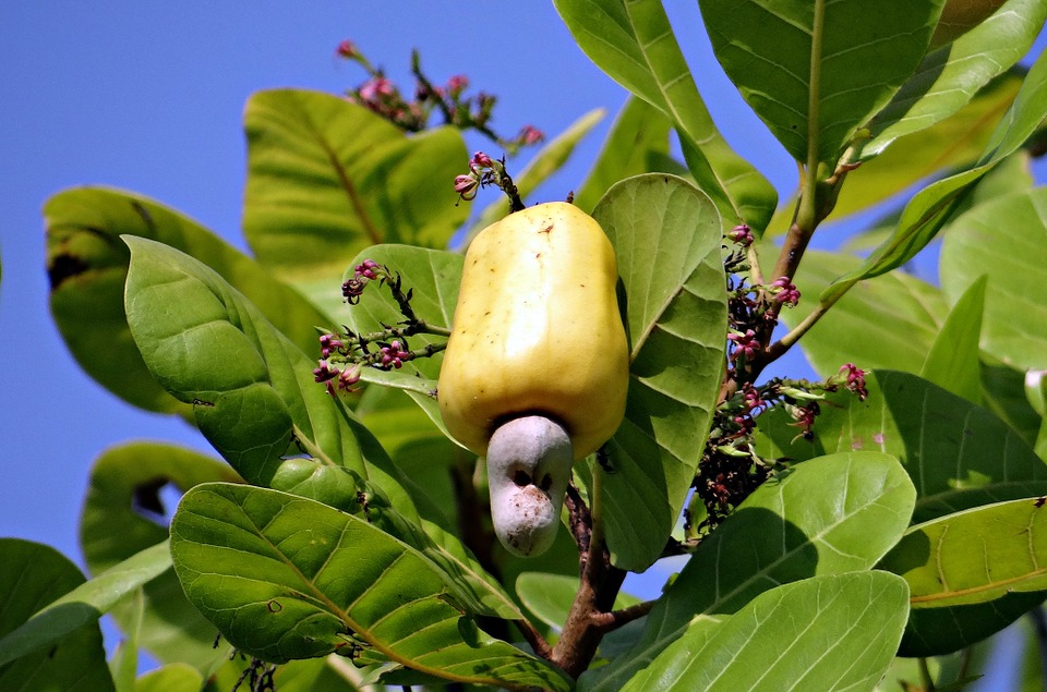 Nigeria To Showcase Huge Potentials In Cashew Come September ACA Conference