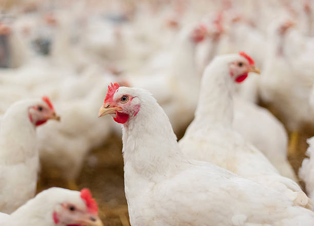 Beginners FAQs About Poultry Farming