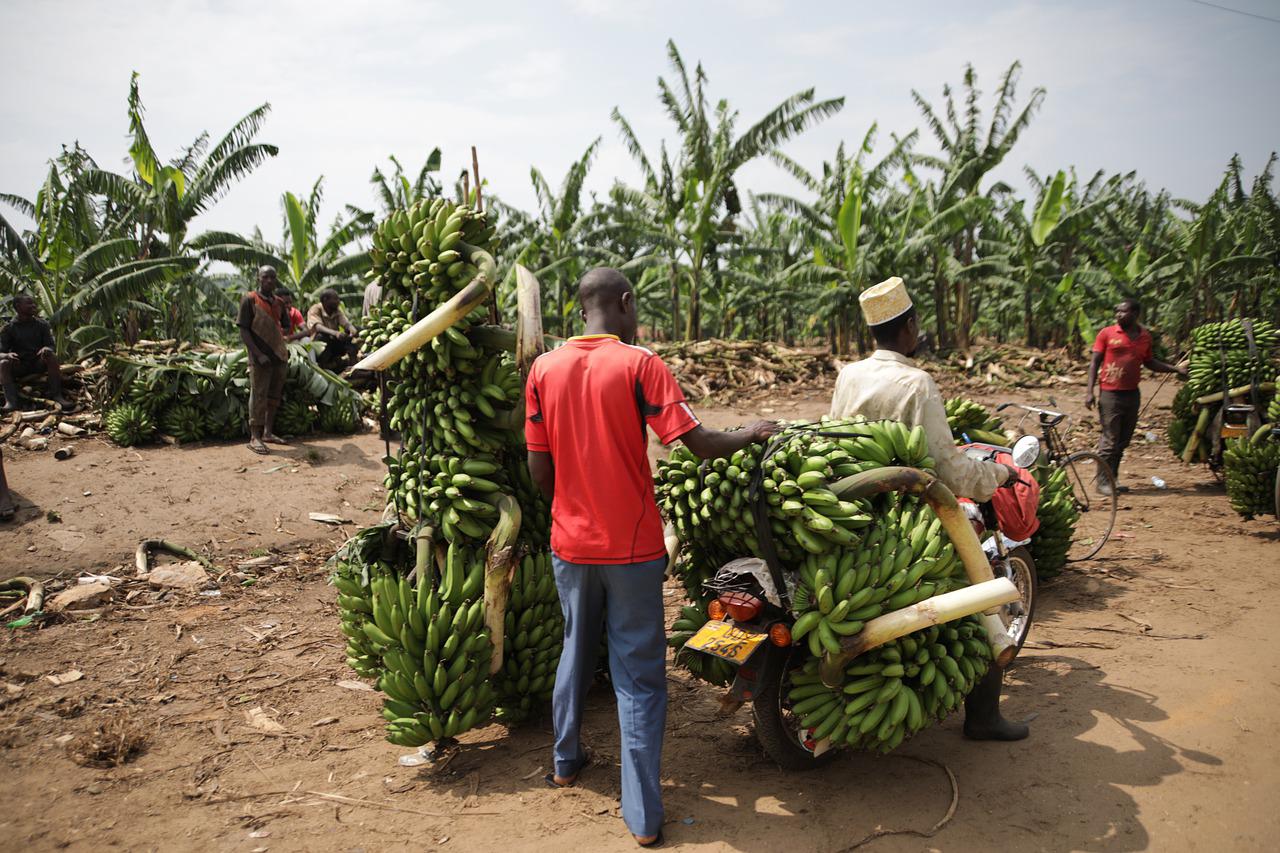 Yield Uganda Investment Fund Invests In Popular Farming Platform