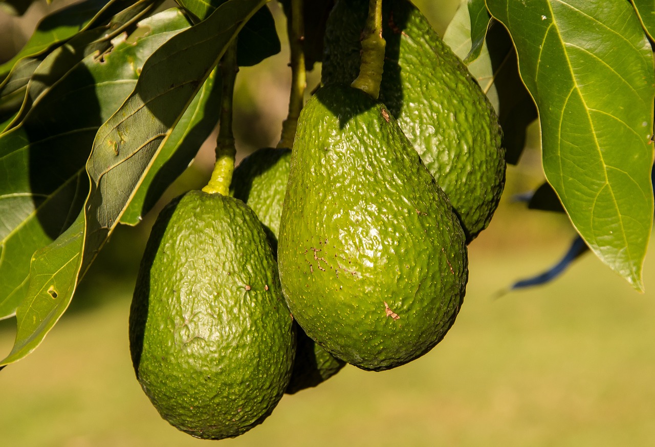 Tanzania To Build Two Avocado Processing Plants To Curb Post-Harvest Loss