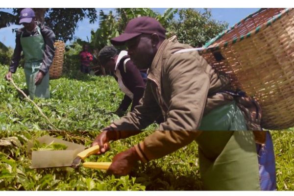 Kenyan Farmers Launch Legal Bid Against Tea Giant