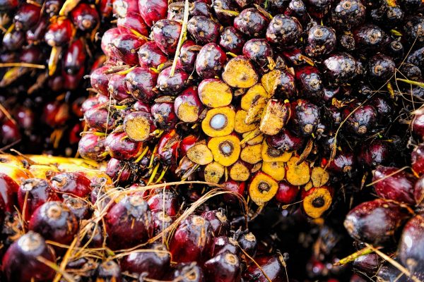 Golden Star Oil Palm Plantation Bags Sustainable Palm Oil Certification