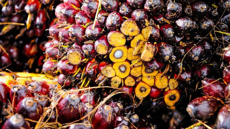 Golden Star Oil Palm Plantation Bags Sustainable Palm Oil Certification
