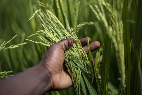 FOOD SECURITY: Niger Launches US$653m Rice Project