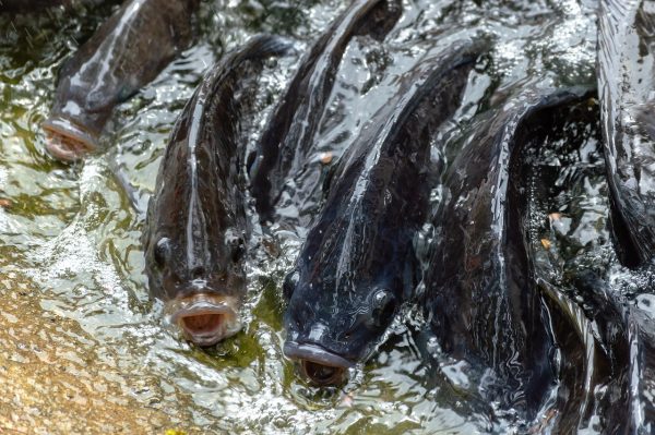 APPLAUSES! Ghana Aquaculture Goes Digital With Mobile Application Launch