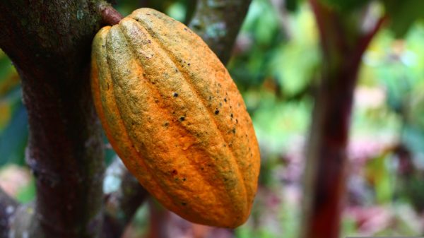 Fresh Breath For Nigeria’s Cocoa Value Chain As Investors Pump In US$22m