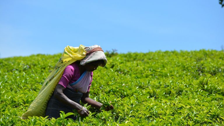 Kenyan Experts Call For Climate Smart Actions In Mauritius Tea Industry
