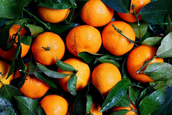 Citrus Growers In Botswana Merges With SA Counterparts