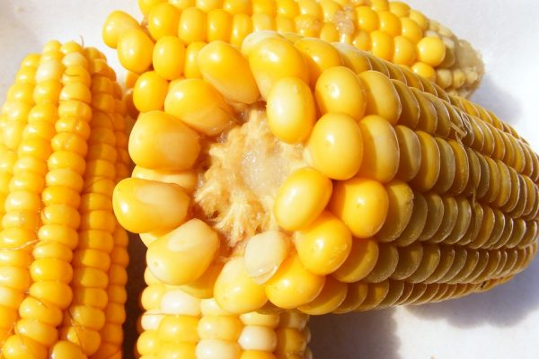 Ghana Launches Modern-Day Maize Processing Facility