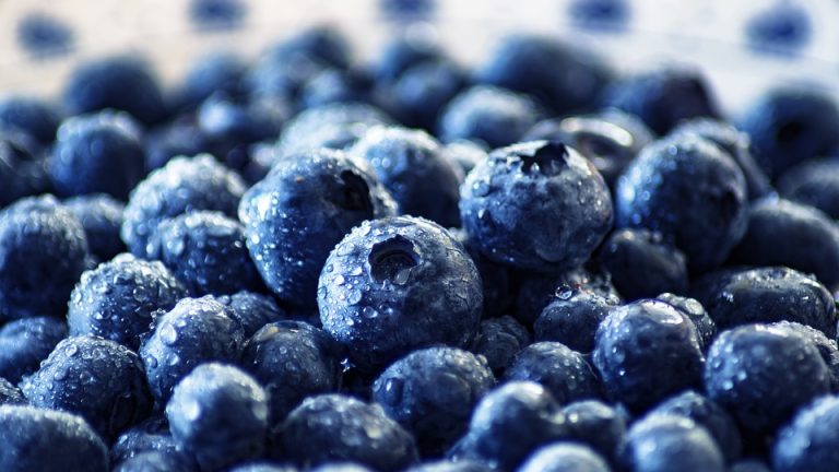 AGROBERRIES TO THE WORLD! Agroberries Limited Expands Blueberry Farming Venture To Morocco