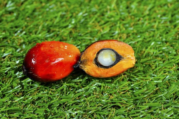 WASTE TO WEALTH! Ivory Coast Kicks-Off Oil Palm Waste Electricity Project