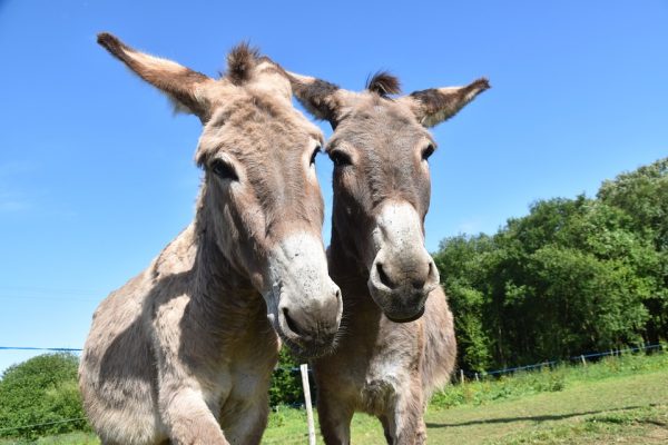 Why Group Seeks 15-Year Ban On Donkey Slaughter In Africa