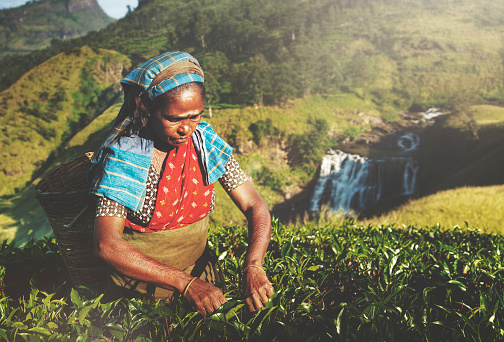 East Africa Tea Farmers Records Overproduction