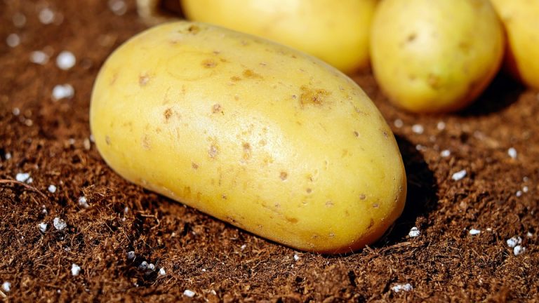 UK Invests First Ever US$18.5M Potatoes Processing Facility In Kenya