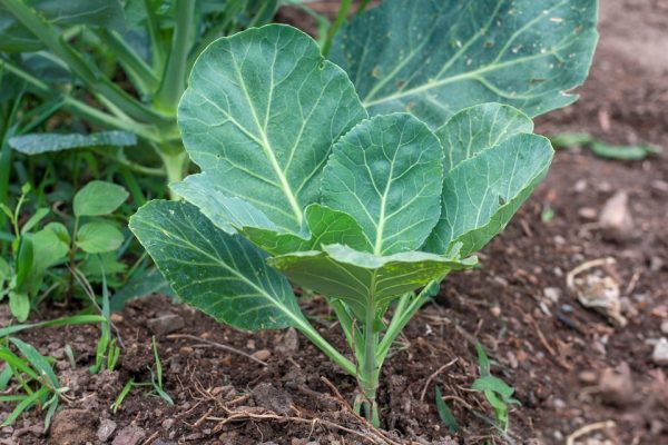 What Do You Know About Collards?