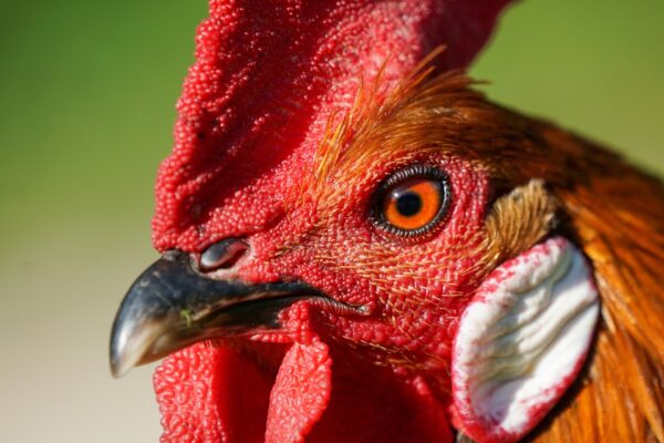 Slaughtering Capacity Grows Amidst Poultry Industry Challenges In South Africa