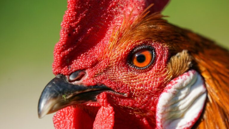 Slaughtering Capacity Grows Poultry Industry Challenges In South Africa