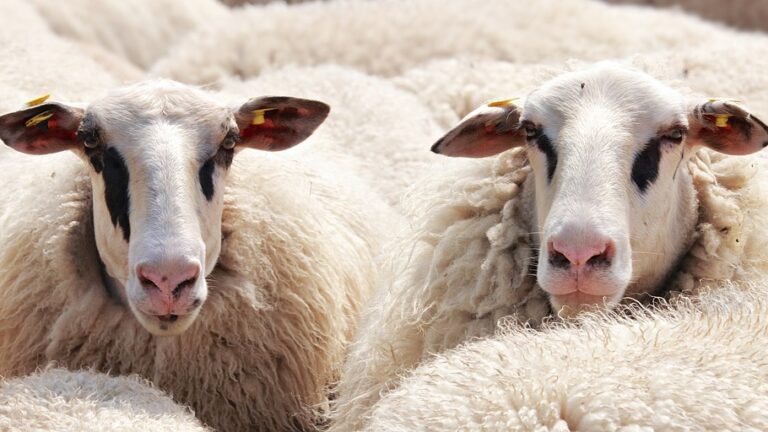 Kenya Signs New Deal To Export Sheep, Other Food Ingredients To Iran