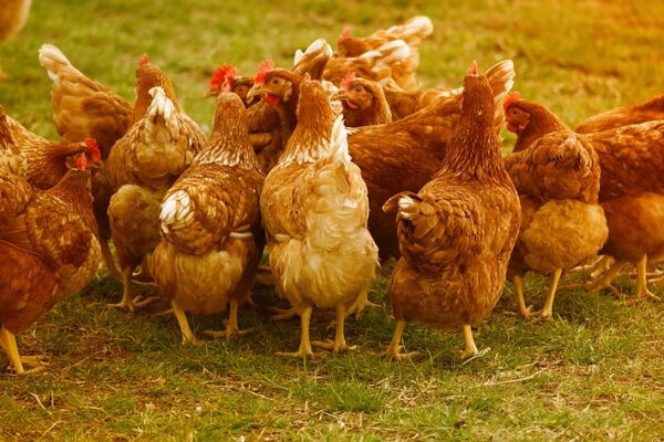 Namibia Bans Argentina, Chile Poultry Imports Over Influenza Outbreak