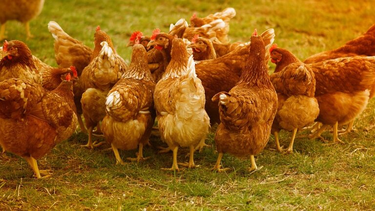 Namibia Bans Argentina Chile Poultry Imports Over Influenza Outbreak