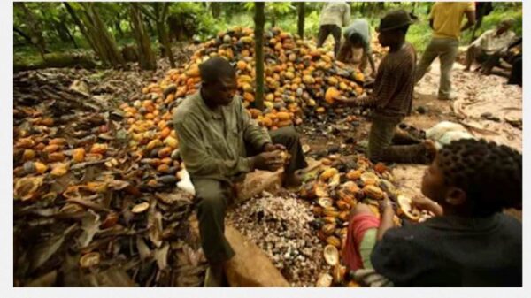 Ondo Set To Reclaim Rightful Place In Quality Cocoa Production, Says Akeredolu