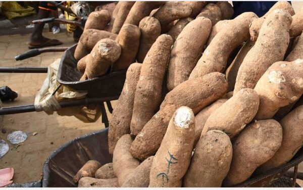 FG boosts Cassava, Yam production in Rivers