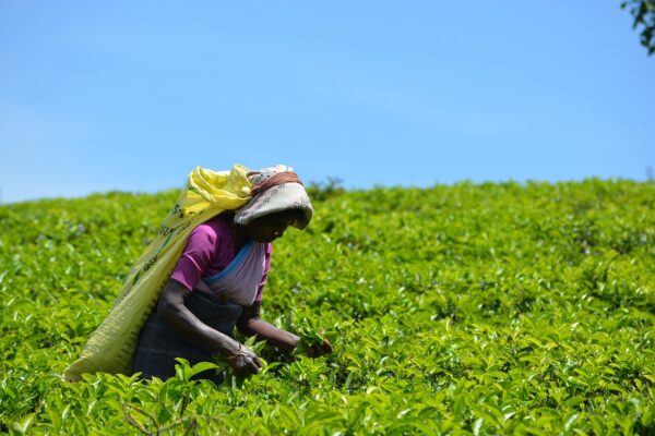 REVOLUTIONARY! Rukuriri Tea Factory Invests Heavily in Kenyan Tea Sector
