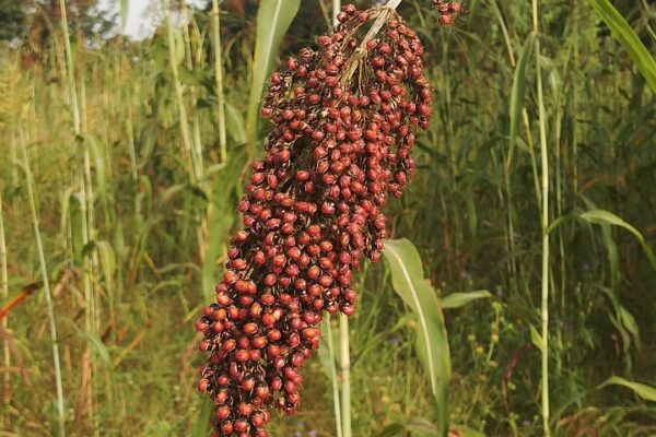 Nigeria’s Sorghum Industry Sees Significant Export Boost