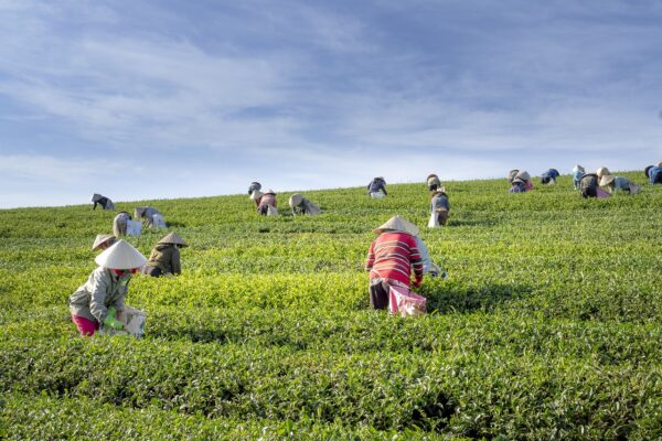 Kayonza Growers Tea Factory Sets Up New Subsidiary In Kanungu District