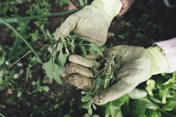 Plant GM Crops To Reduce Pesticide Application, Save Money, NABDA Advises Farmers