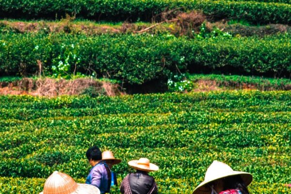 Tea Factories Ink Power Purchase Agreements With Chemuka