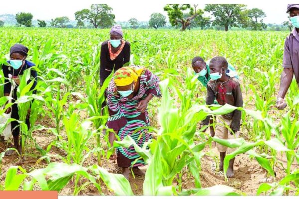 Agra Engages 967,000 Farmers In Food Production