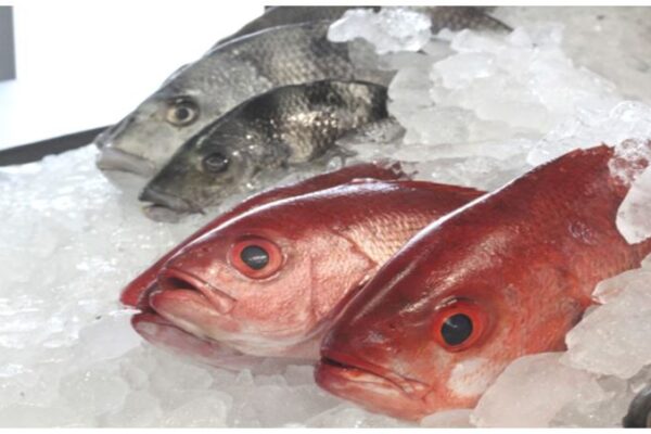 SA Launches Standards For Chilled Finfish, Marine Molluscs, Crustaceans