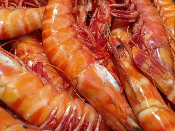 Nigeria Set To Boost Shrimps’ Exports