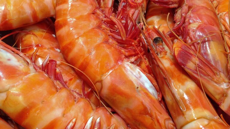 Nigeria Set To Boost Shrimps’ Exports