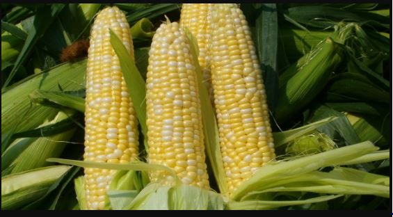 Millers, poultry businesses shut down over maize scarcity