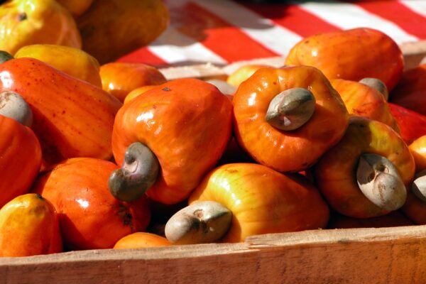  W’Africa Makes Waves As Major Cashew Player With 3Million Tonnes – Report Says