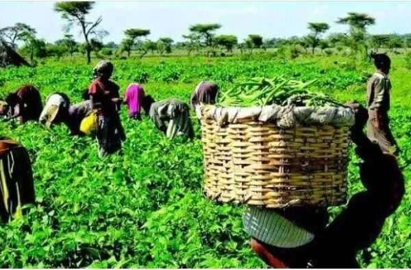 Group Trains 500 Farmers In Imo, Targets 2000 Before Year End