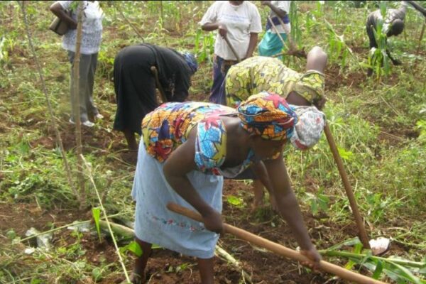 Stakeholders fault 2024 proposed agriculture budget of N363bn