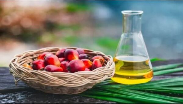 Dekel Agri-Vision reports 27% increase in turnover from palm oil sales in 2023