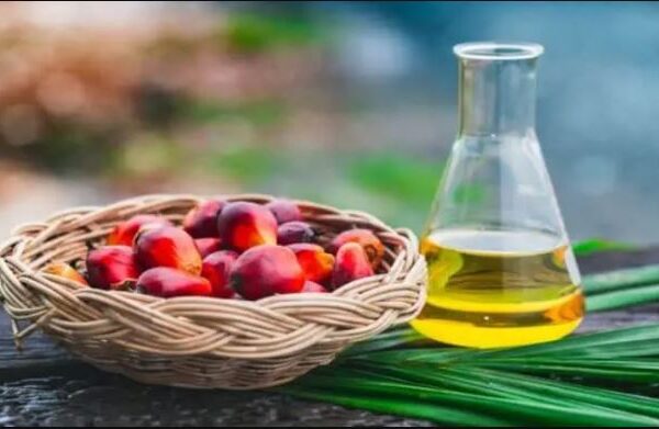 Dekel Agri-Vision reports 27% increase in turnover from palm oil sales in 2023