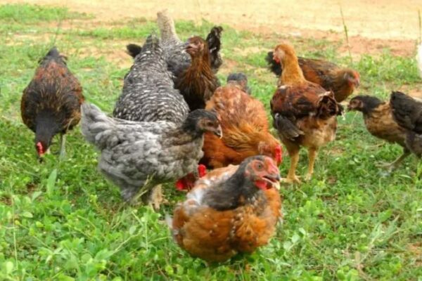 DISTINCTIVE! How Amo Farms’ Noiler birds gained popularity among Nigerians