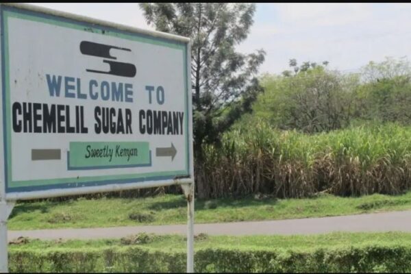 Court bars Chemilil Sugar’s new MD from assuming office
