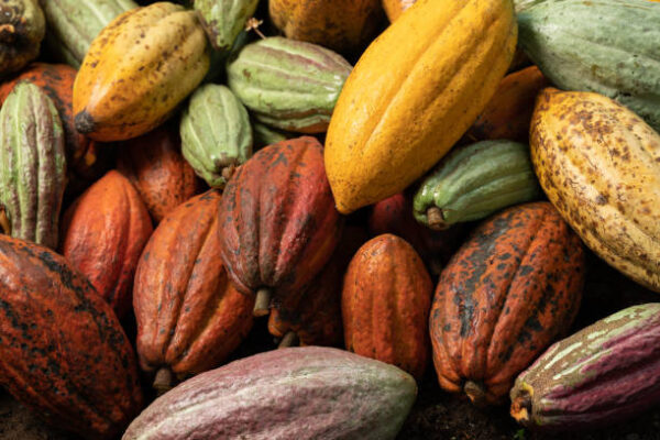 Cocoa Board Opens Shop To Boost Cocoa Product Consumption