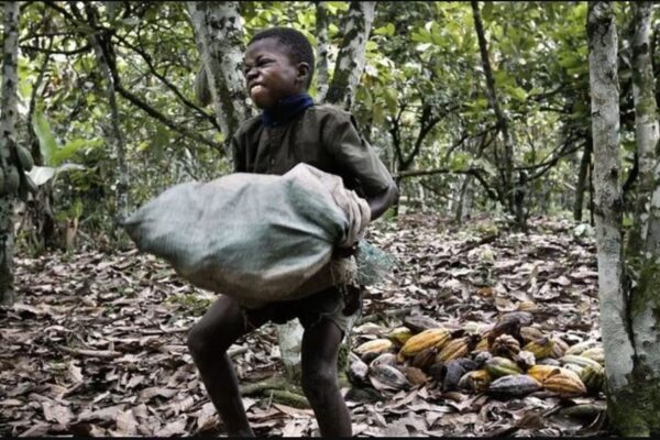 Nigeria’s stakeholders advocate cocoa preservation amid child-labour awareness