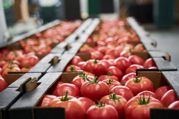 Nigeria inaugurates second largest tomato processing factory 